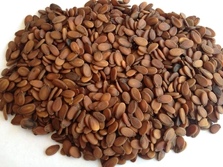 Karpuz Çekirdeği Özellikleri ve Faydaları Nelerdir? Karpuz Çekirdeği Özellikleri ve Faydaları Nelerdir?